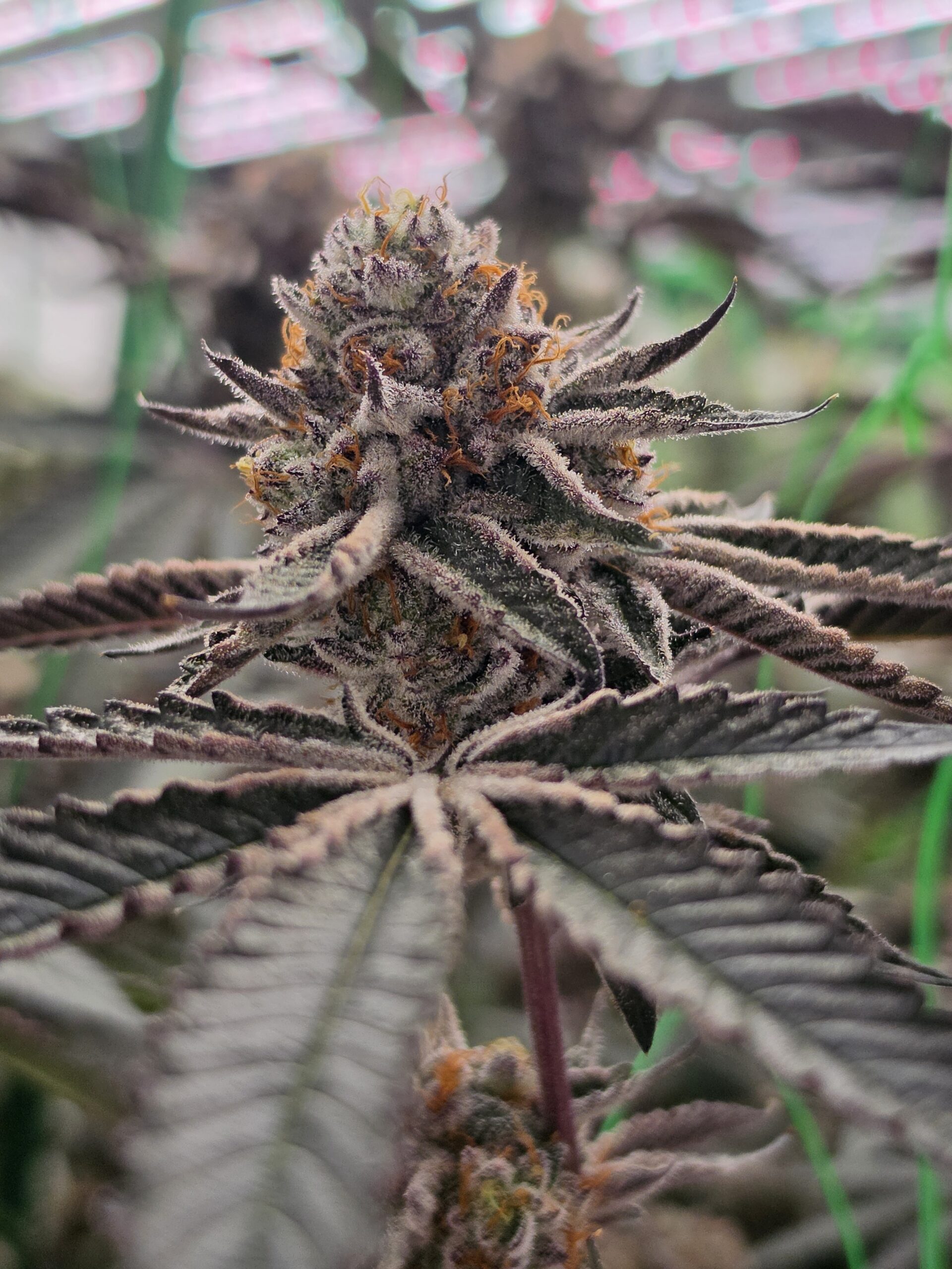HCH_Bud_15066