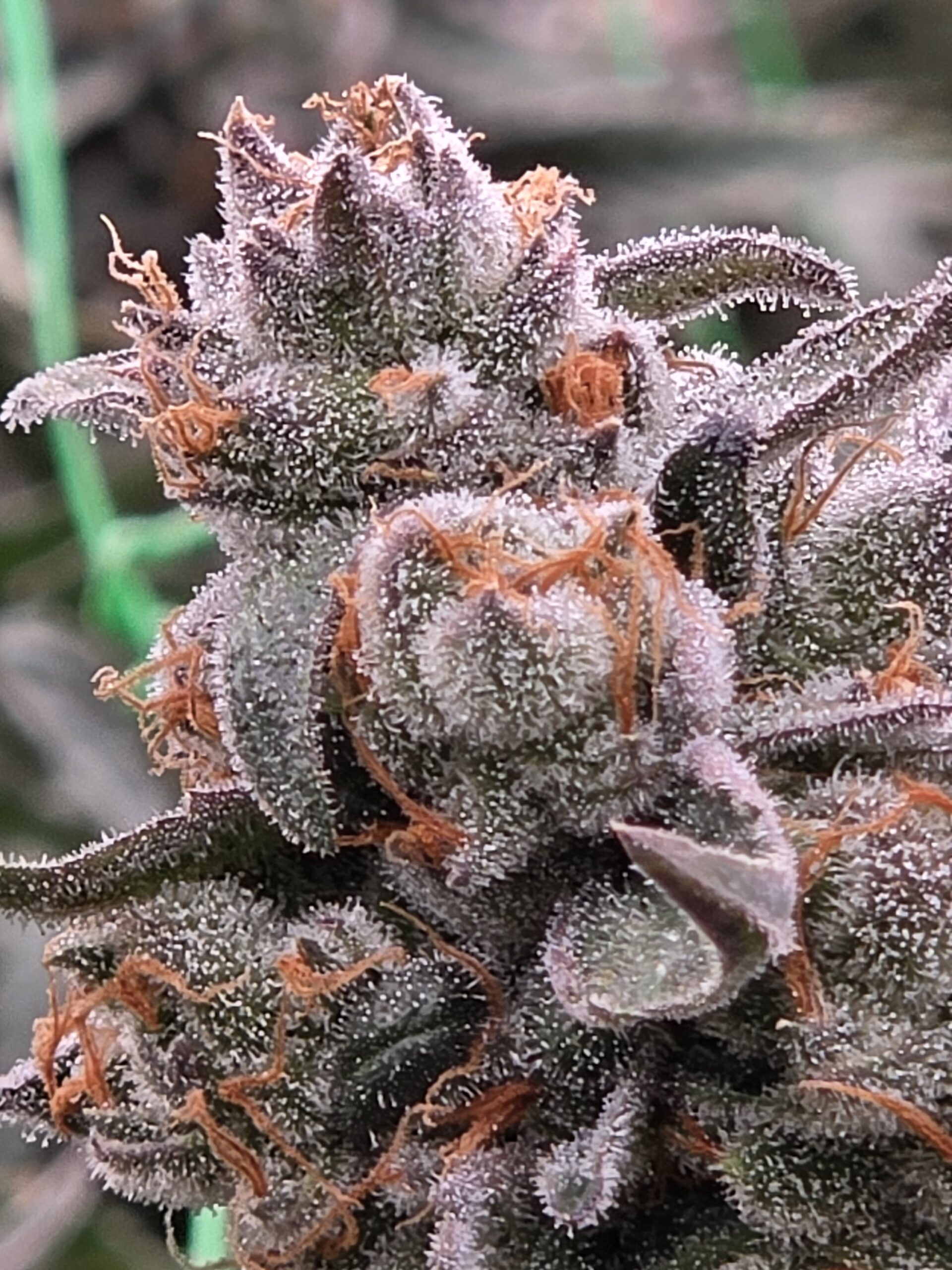 HCH_Bud_15076