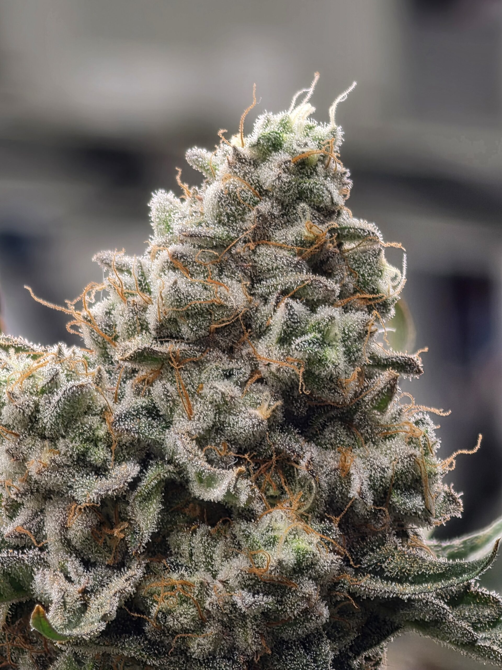 HCH_Bud_15079