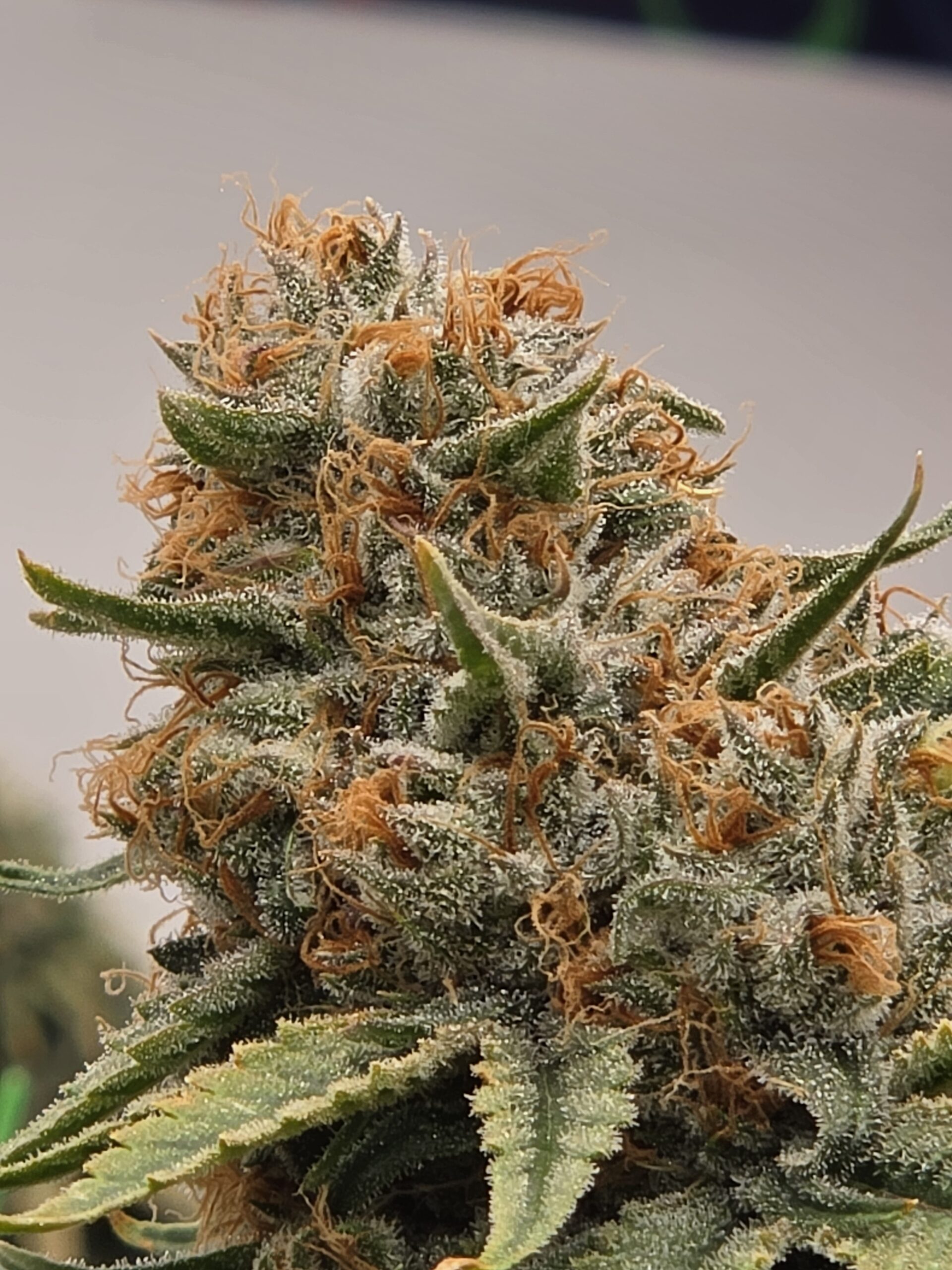 HCH_Bud_15083