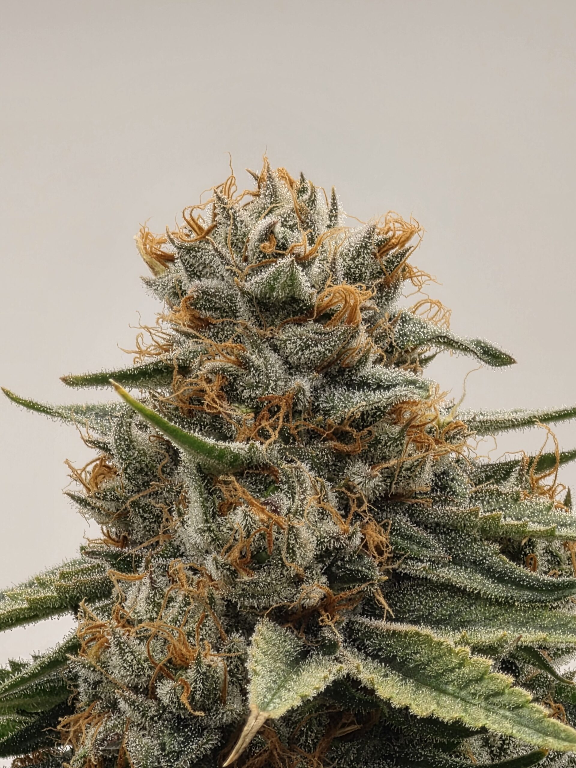 HCH_Bud_15086