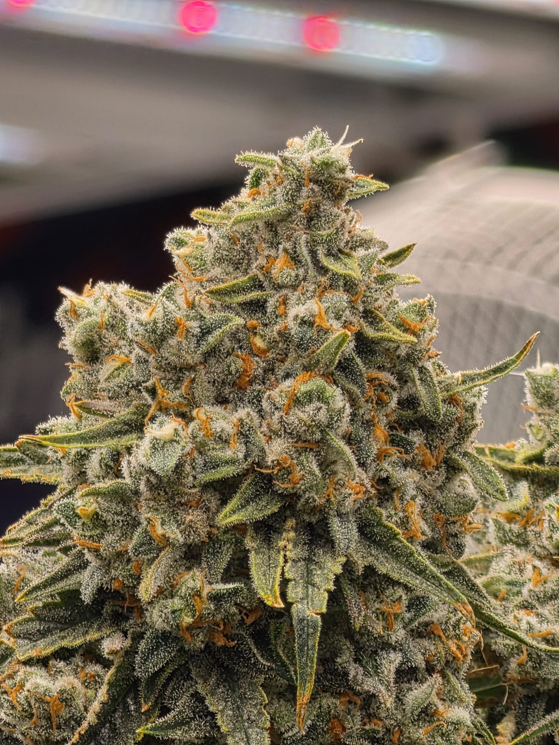 HCH_Bud_15087